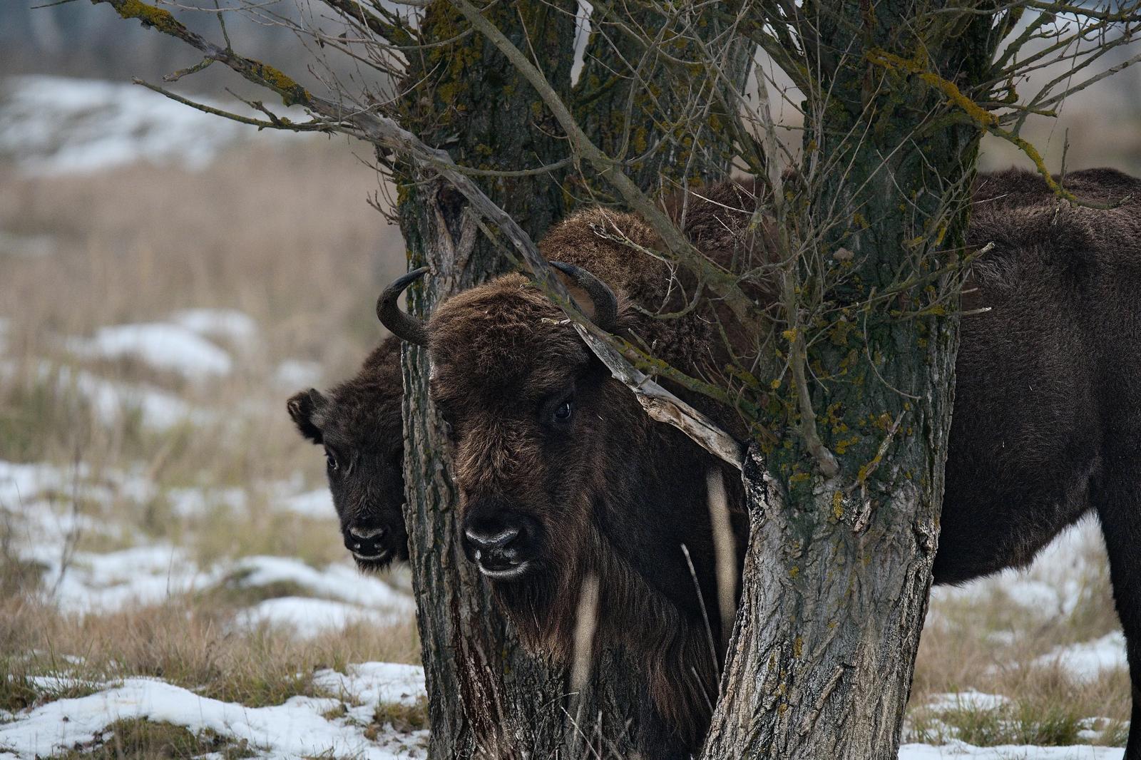 Fotograf Pavel Bašus