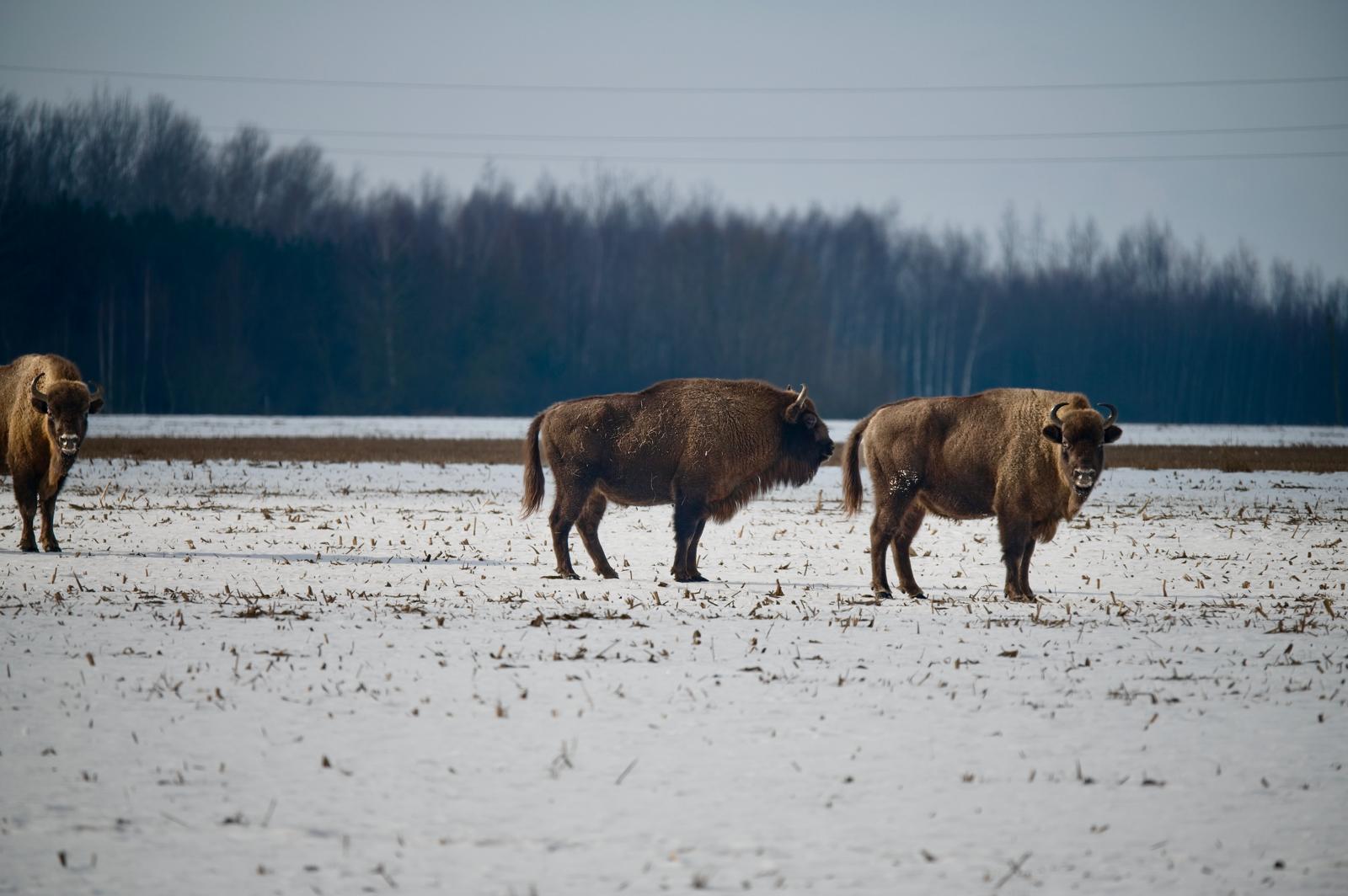 Fotograf Pavel Bašus