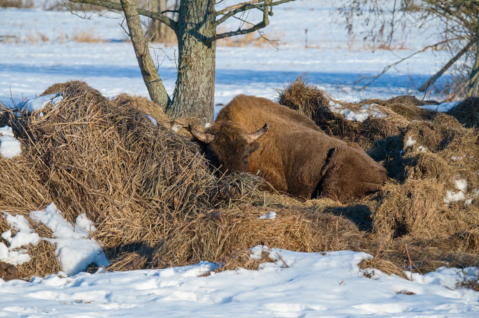 Fotograf Pavel Bašus