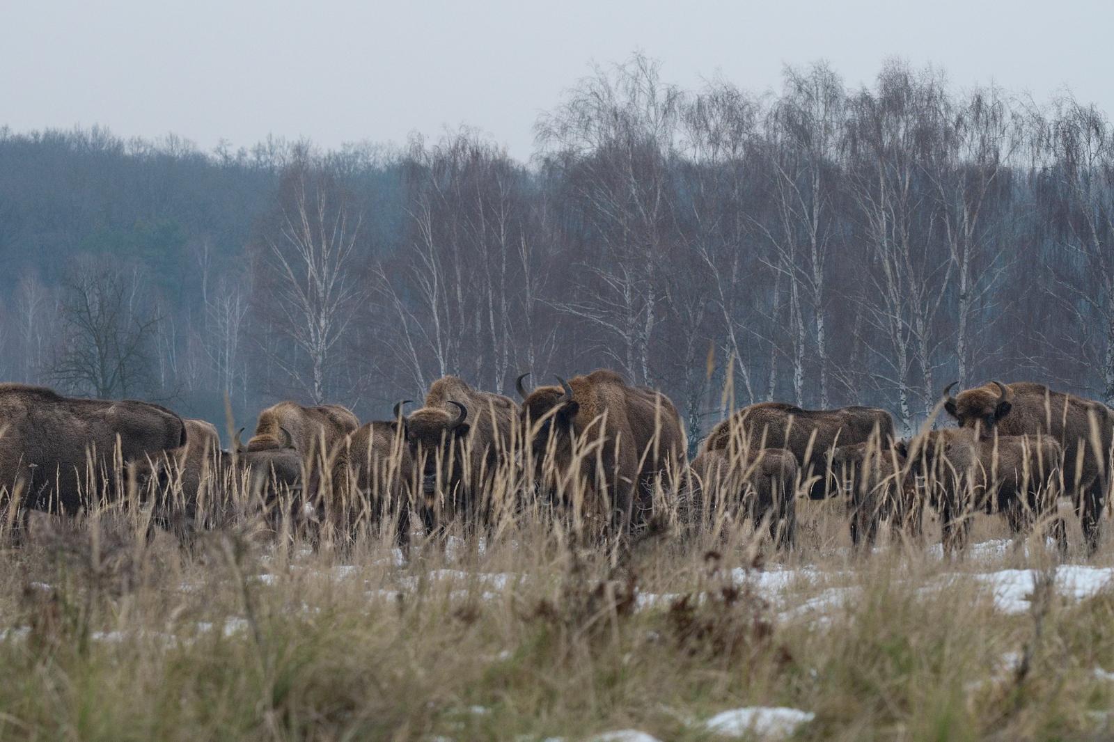 Fotograf Pavel Bašus