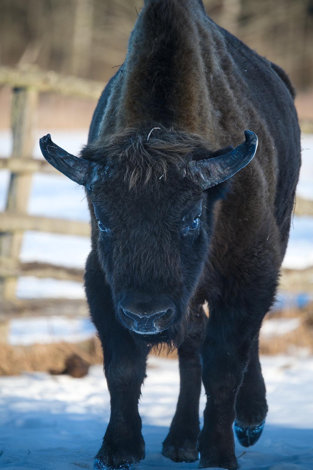 Fotograf Pavel Bašus