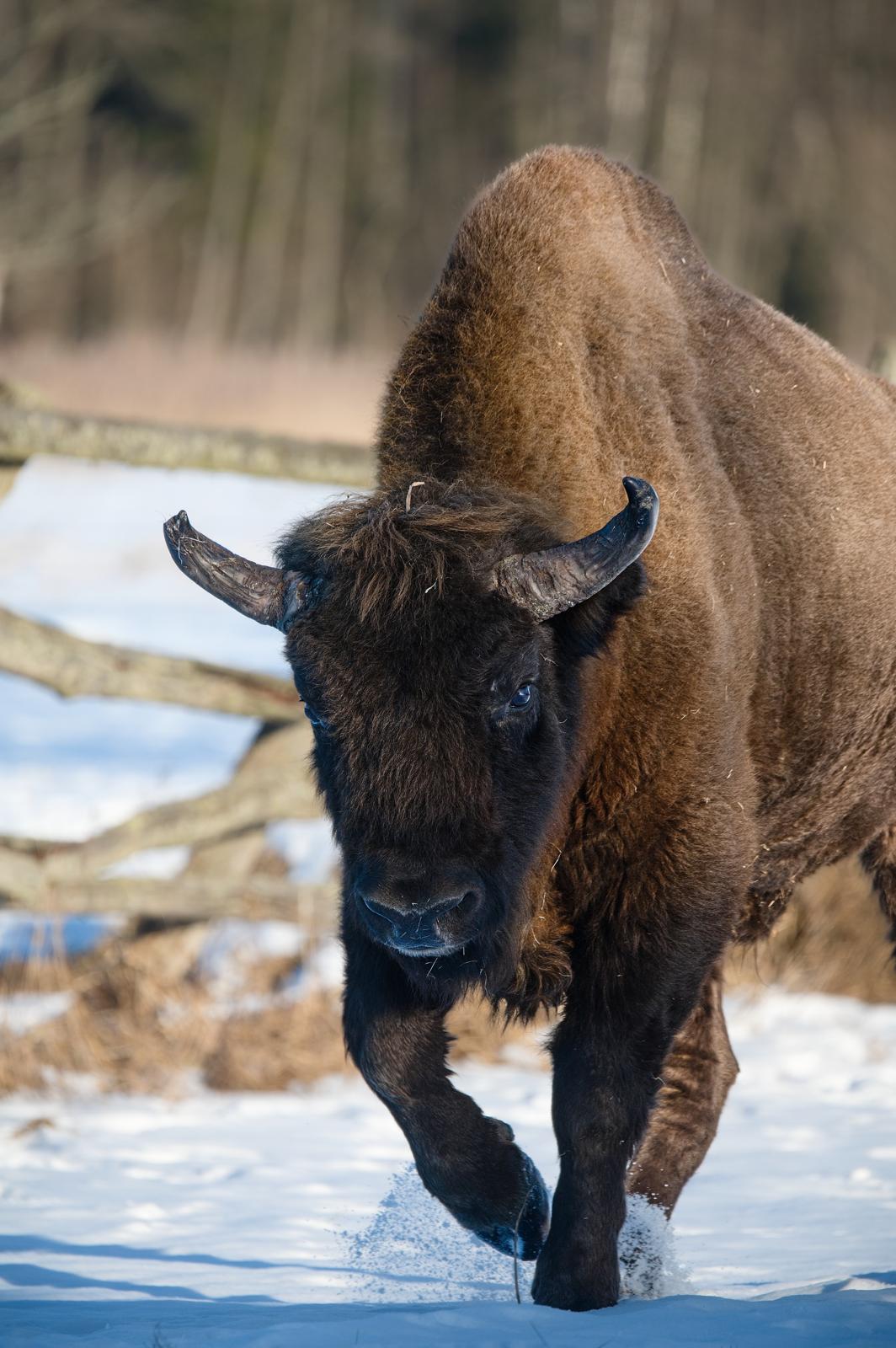 Fotograf Pavel Bašus