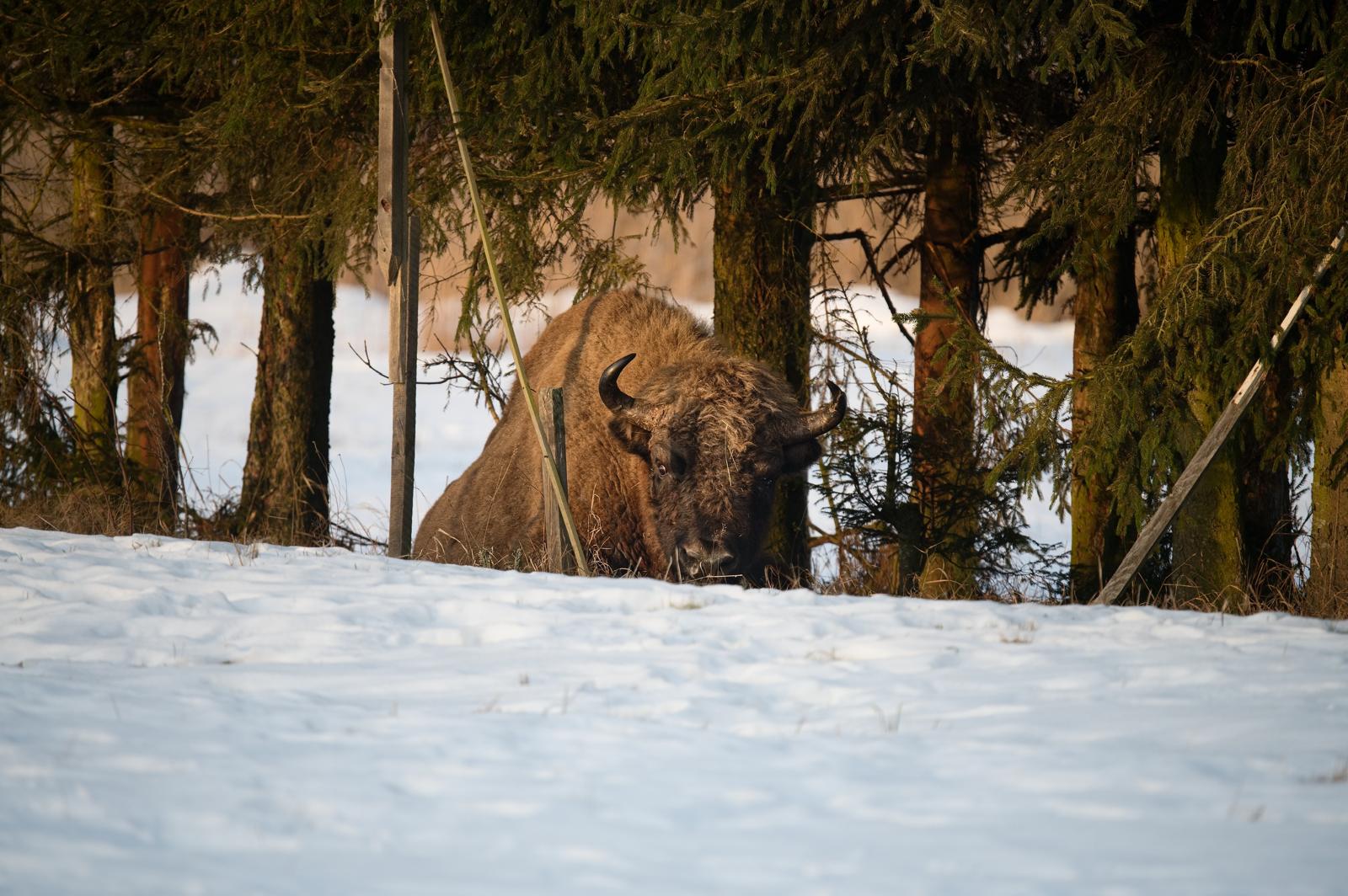 Fotograf Pavel Bašus