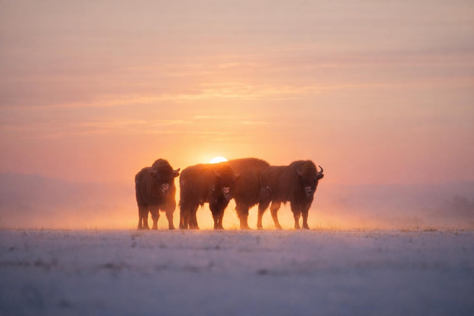 Fotograf Pavel Bašus