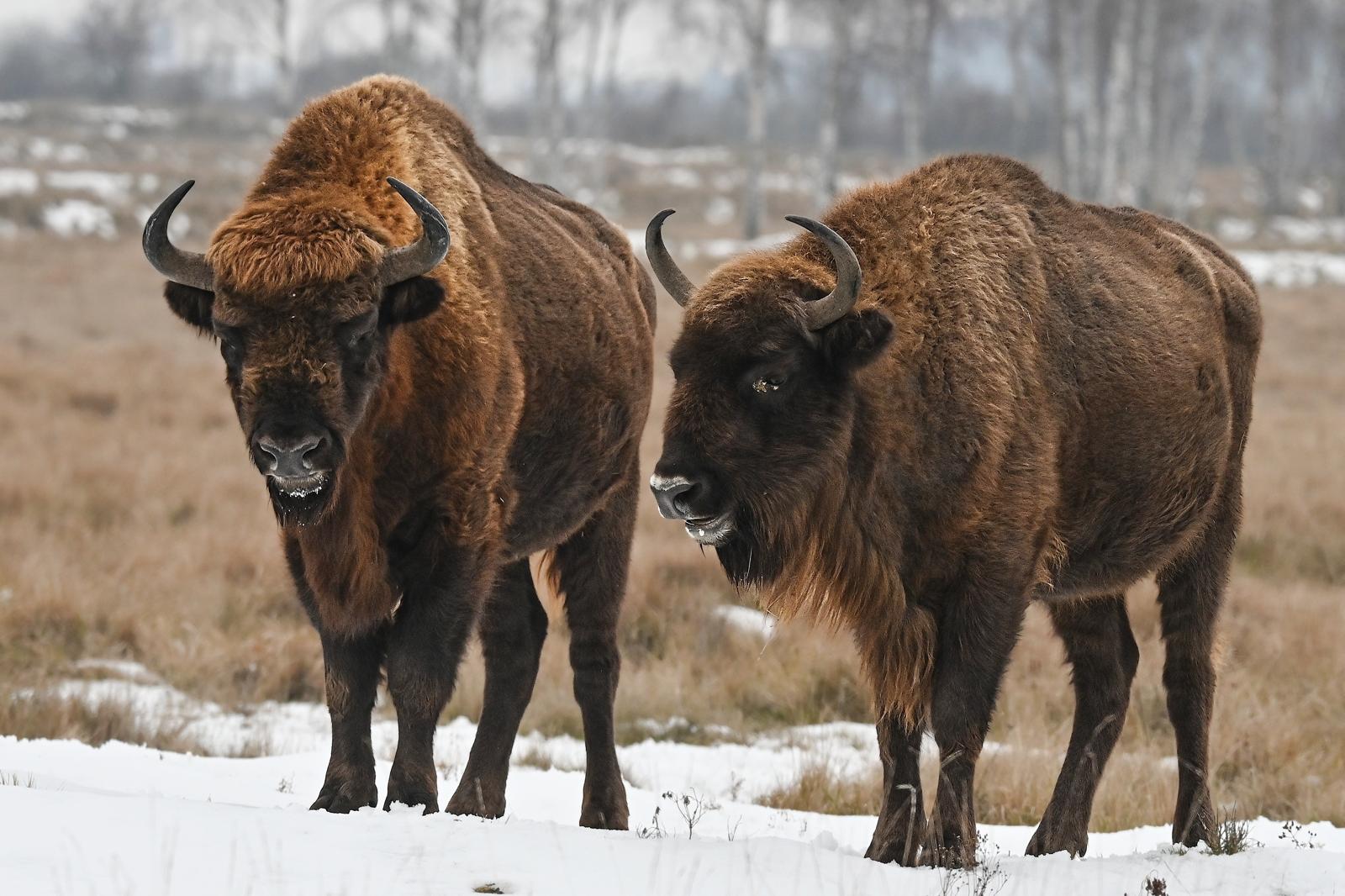Fotograf Pavel Bašus